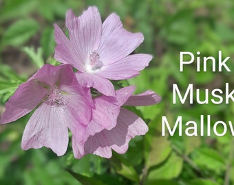 Pink Musk Mallow, Malva moschata, Herb