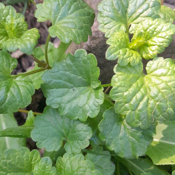 Creeping Charlie, Ground Ivy, 5+ Bare Root