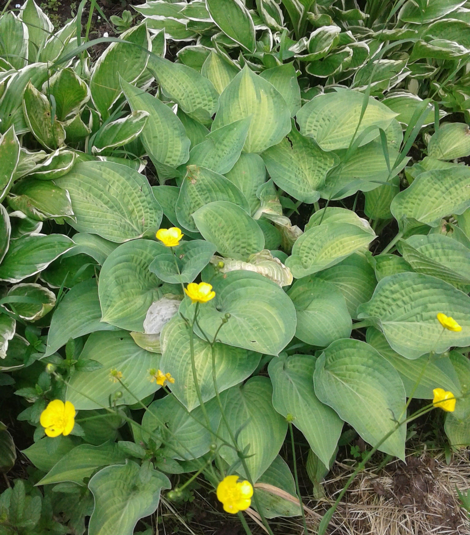 Hosta Guacamole Hosta Hybrid Plantain Lily Etsy