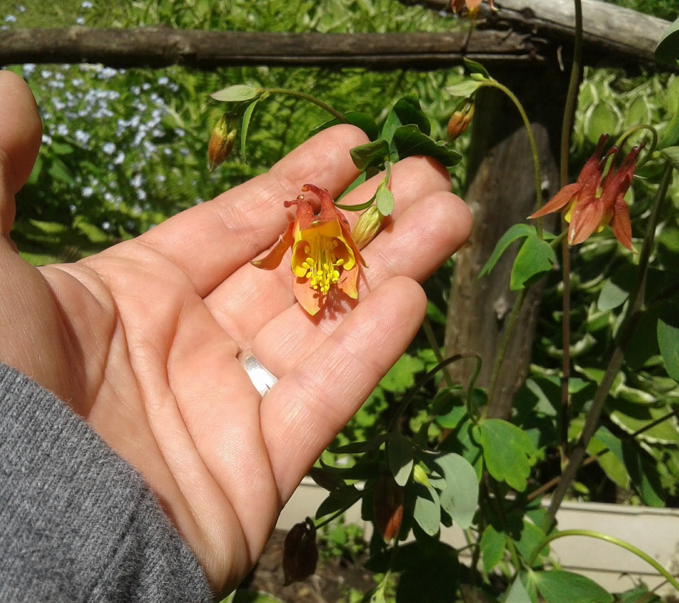 canadian-columbine-red-and-yellow-columbine-etsy