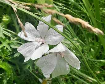 White Musk Mallow, Malva Moschata F. Alba