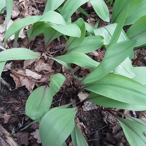 Wild Leeks, Ramps, Allium Tricoccum, Bulbs, Whole Plant FOR Eating or Replanting, Only For The Month of May, Heirloom image 5
