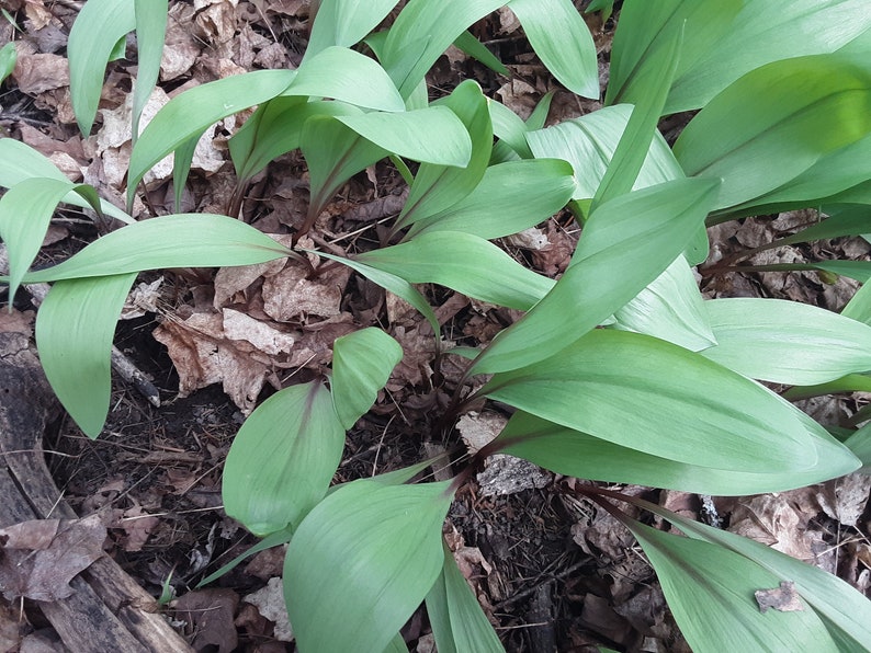 Wild Leeks, Ramps, Allium Tricoccum, Bulbs, Whole Plant FOR Eating or Replanting, Only For The Month of May, Heirloom image 5