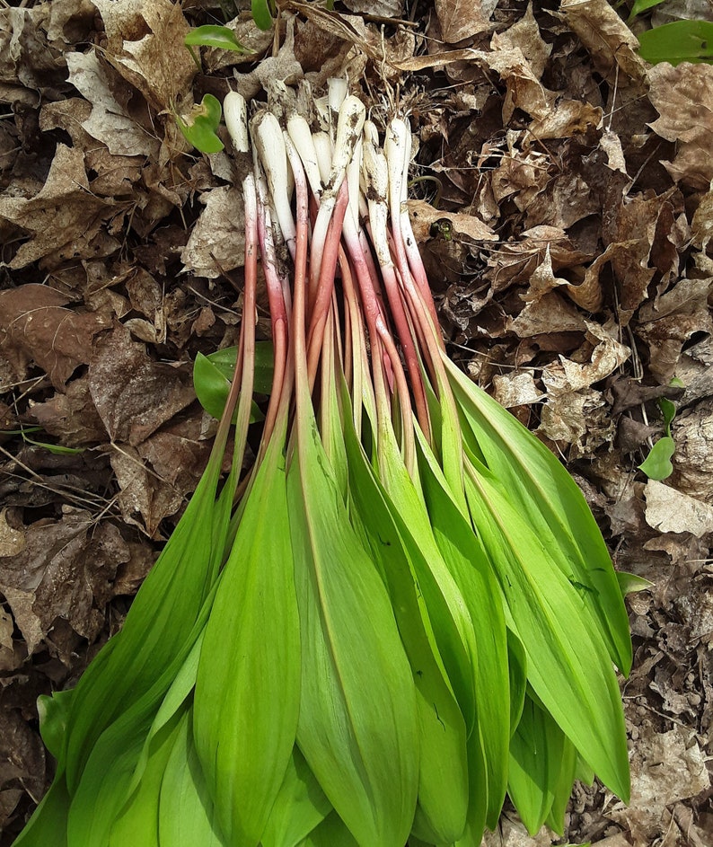 Wild Leeks, Ramps, Allium Tricoccum, Bulbs, Whole Plant FOR Eating or Replanting, Only For The Month of May, Heirloom image 1