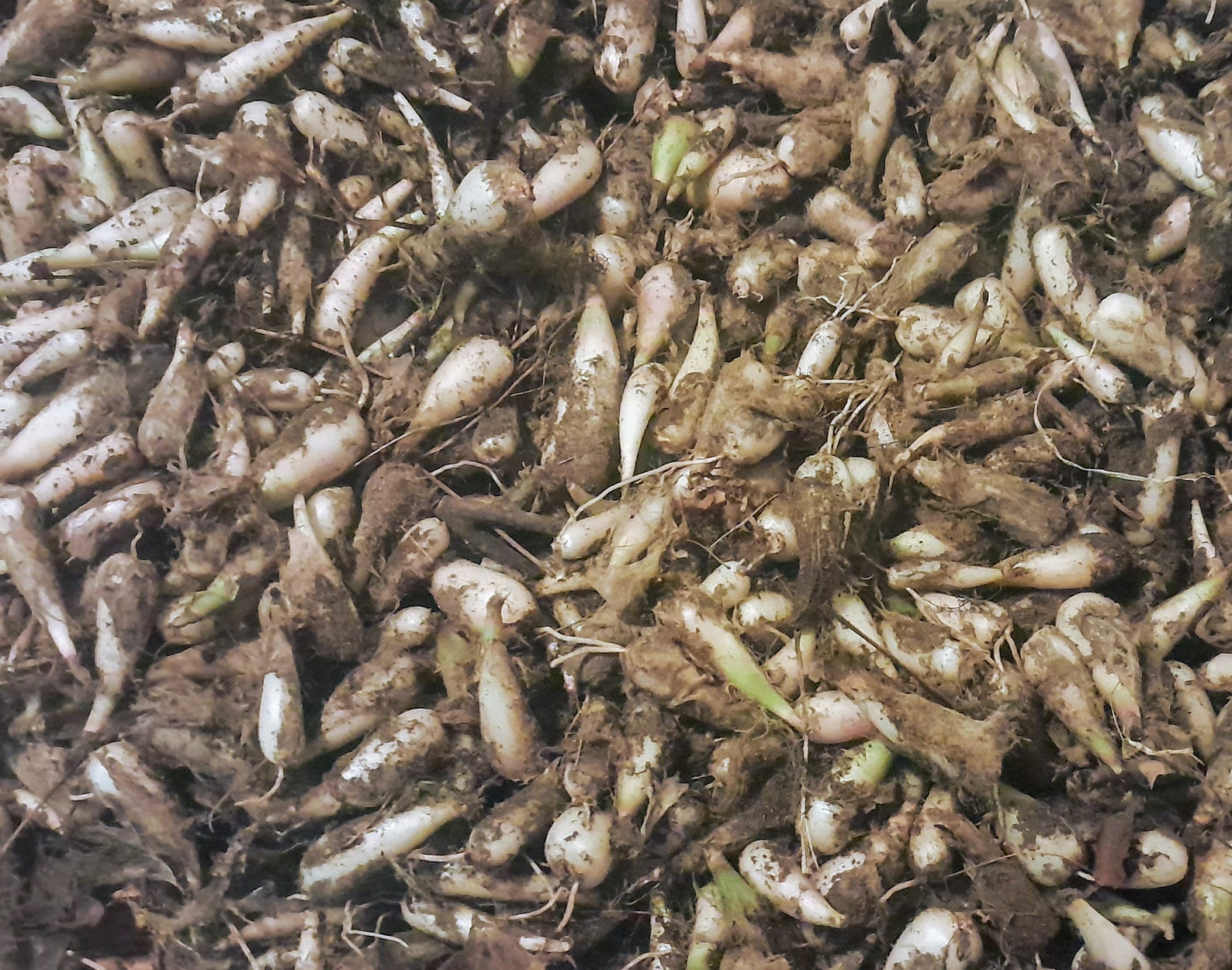 Wild Leek Bulbs, Ramp Bulbs Etsy