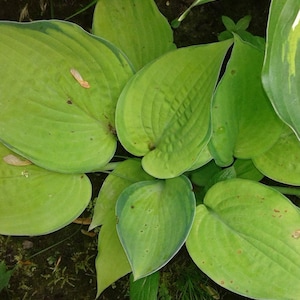 Hosta, 'Stained Glass' Hosta, Plantain Lily