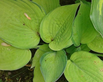 Hosta, 'Stained Glass' Hosta, Plantain Lily