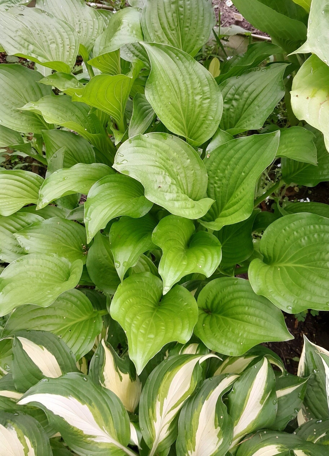 Hosta Roots, Mixed Hosta, Variety Bundle, Best Selling Mix Etsy
