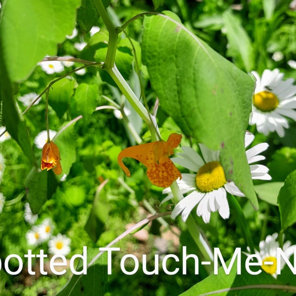 Orange Jewelweed Plant, Impatiens capensis 3 Live Bare Root