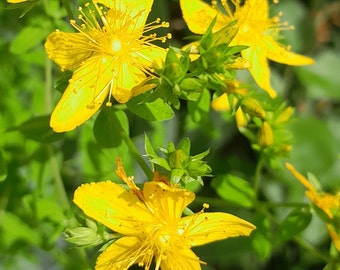 St. John&#39;s Wort, Hypericum perforatum, Live Bare Root