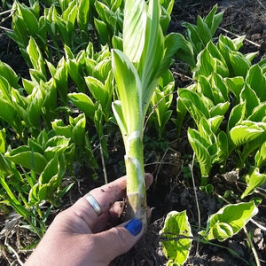 Hosta Bulk, Albo-marginata, Variegated Hosta