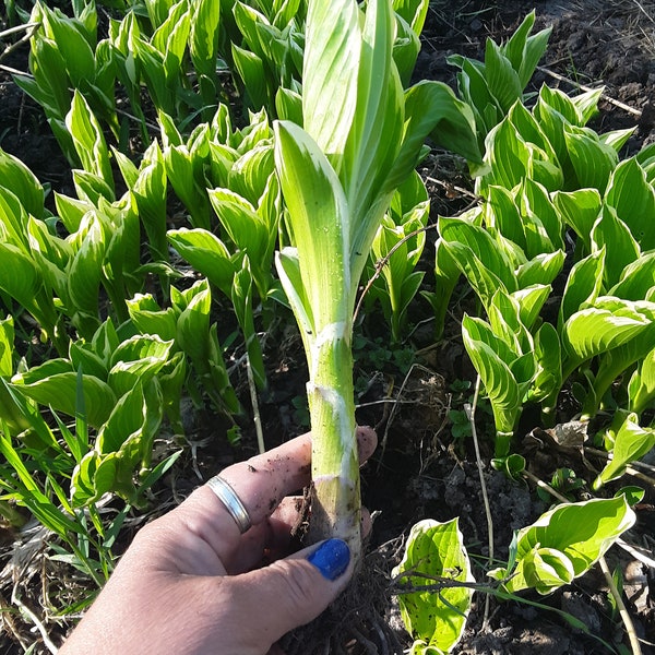 Hosta Bulk, Albo-marginata, Variegated Hosta