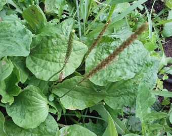 Plantain SEEDS, Plantago major, Herbs