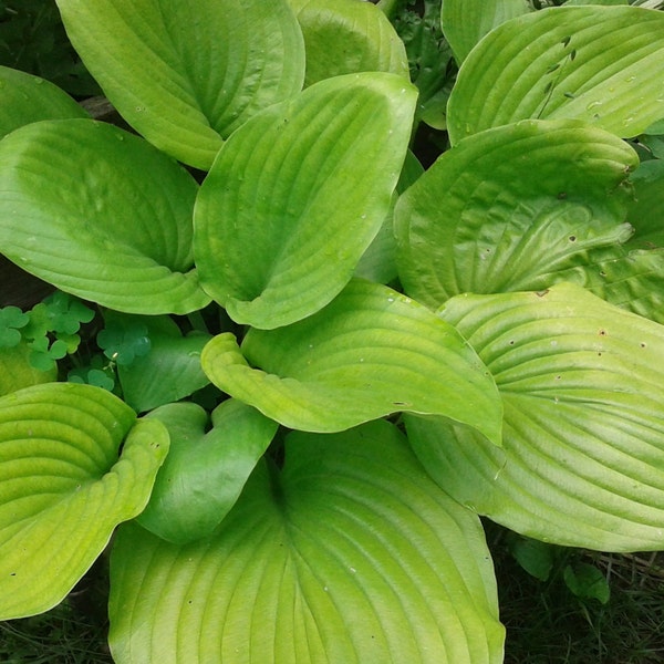 Hosta, Sum and Substance Hosta, Huge Lime Green Hosta