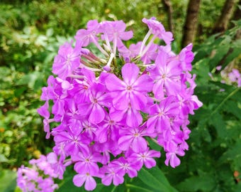 Paars Tall Purple Garden Phlox, Tall White Garden Phlox, SEEDS