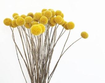 Yellow Craspedia Bunch of ten | Mustard Billy Buttons | Dried Flowers | Floral Arrangements billy balls