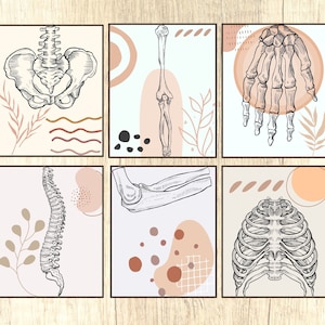 Human Anatomy Art Prints Orthopedist Wall Art science posters Chiropractic Poster Medical Art Clinic Decor Therapy Art Doctor Chiropractic