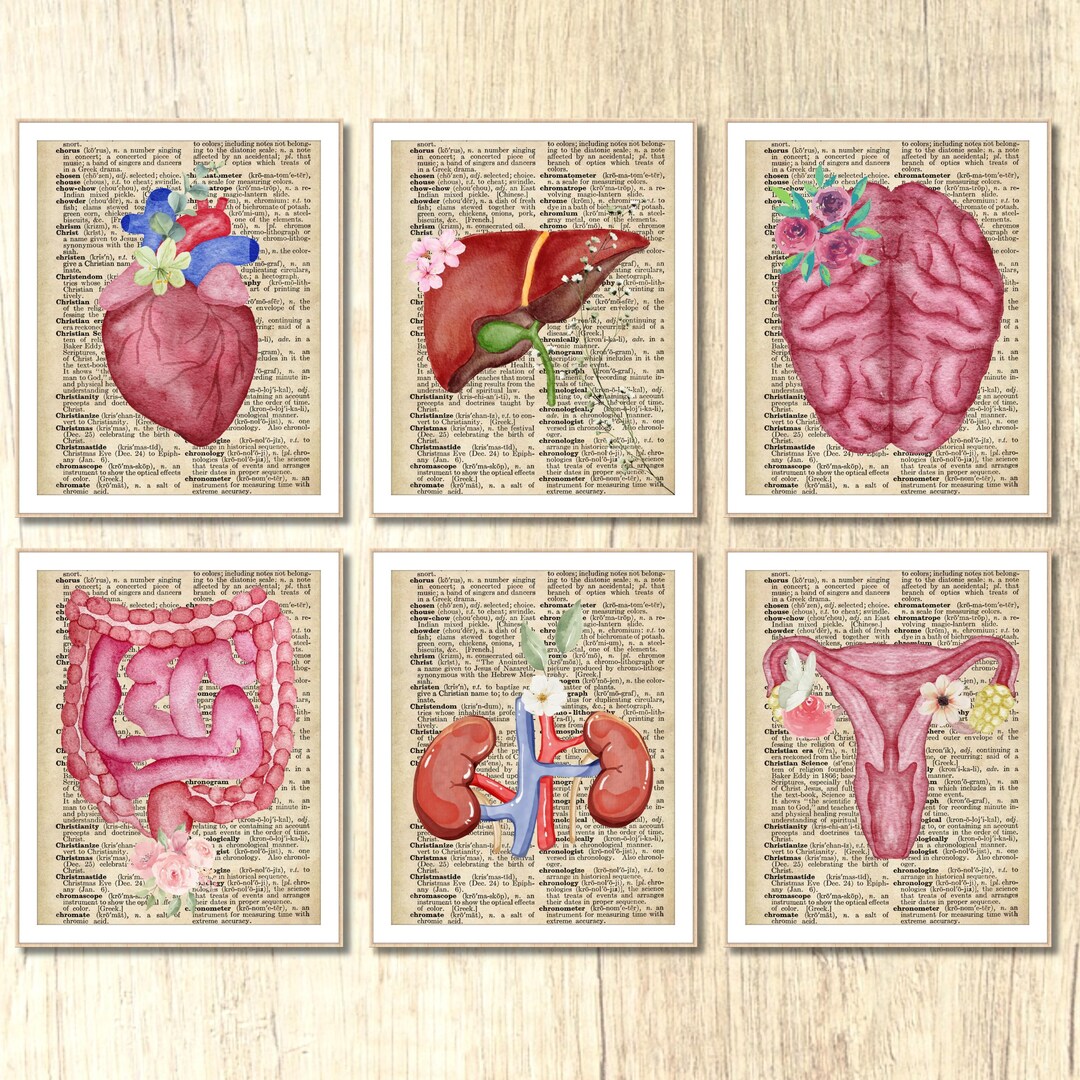 Human Anatomy Set Science Classroom Posters Science Wall Prints Biology ...