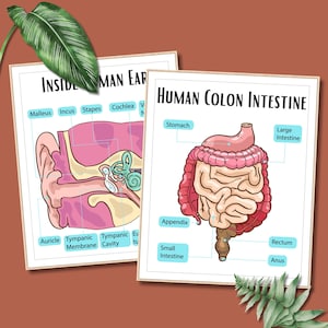 Human Anatomy Artworks Science Posters School Nurse Poster Classroom ... Biology Diagrams