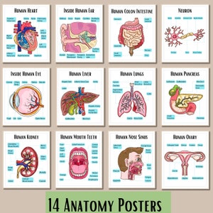 Human Anatomy Artworks Science posters School nurse poster classroom decor Medical Wall Pictures Education Paintings Biology Classroom Decor