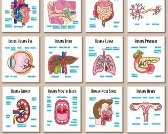 Human Anatomy Artworks Science posters School nurse poster classroom decor Medical Wall Pictures Education Paintings Biology Classroom Decor