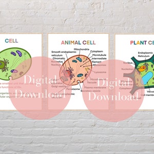 Decoração de sala de aula de ciências, conjunto de 3, ensino médio, arte científica, aula de biologia, células, pôster de aula de biologia, pôsteres de professores
