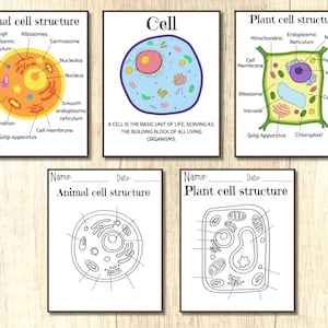5 juegos, cartel de ciencia de aula de células vegetales, arte imprimible, carteles de anatomía imprimibles de ciencia, células animales, aula de educación en el hogar Montessori