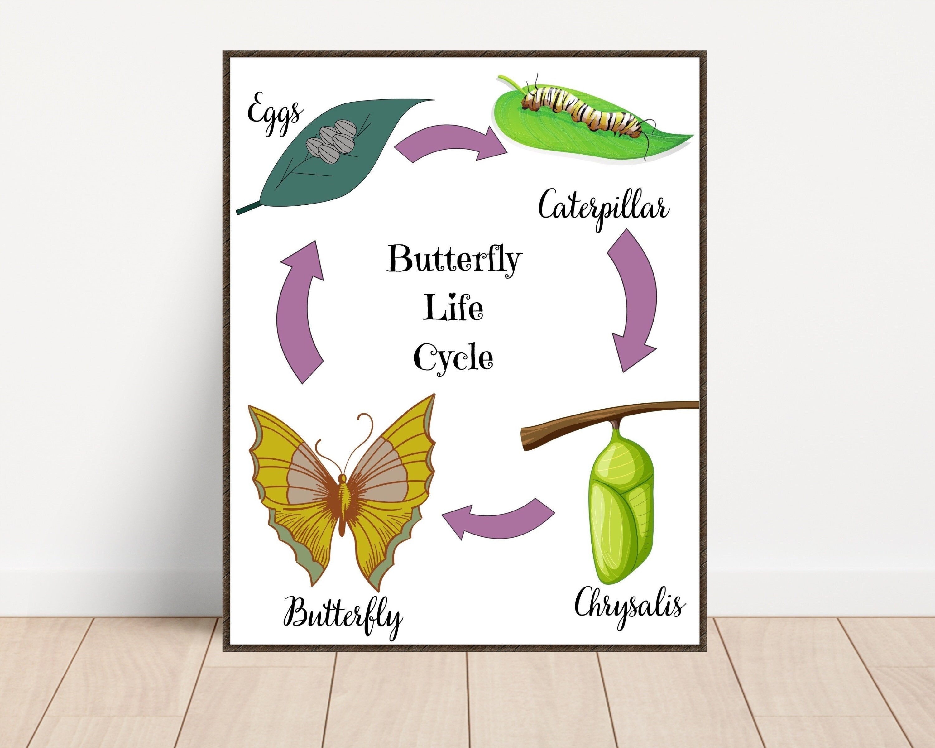 Butterfly life cycle chart highlighting chrysalis stage for easy identification. Position: Dedicated chart section.