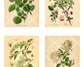 Vintage Botanical Printable Cards – Floral Ephemera for Junk Journals