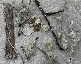 Lichen and moss covered branches, lichen branches, Usnea, terrarium, reptile habitat, old man beard moss, moss covered sticks, bark and twig