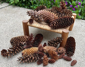 40 Mixed Pinecones, pine cone variety, cones for crafting, pinecone assortment, wedding decor, table display, untreated bulk cones