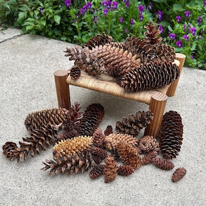 May include: A collection of brown pine cones arranged on a woven wicker bench with a wooden frame. The bench is sitting on a gray concrete surface.