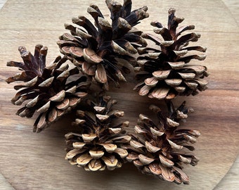 25 pine cones, American Red Pine, wreath cones, craft cones, holiday crafts, natural pine cones, rustic decor, real pinecones, Norway pine