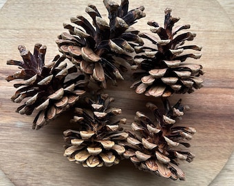 25 pine cones, American Red Pine, wreath cones, craft cones, holiday crafts, natural pine cones, rustic decor, real pinecones, Norway pine
