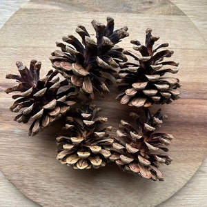 25 pine cones, American Red Pine, wreath cones, craft cones, holiday crafts, natural pine cones, rustic decor, real pinecones, Norway pine