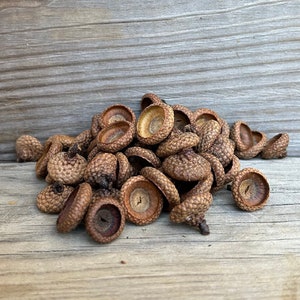 dried acorn caps, fairy hats, felt caps, crafting supplies, fall decor, rustic decor, kids crafts, oak acorns caps