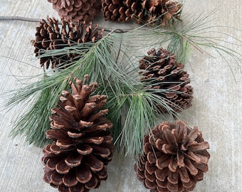 Large pinecones, 6 large pinecones, 6" x 3" large pinecones, huge pine cone, pine cone craft, rustic decor, crafts, wreaths, pinecones