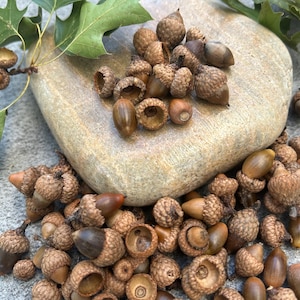 May include: A collection of acorns with brown caps and smooth, oval bodies, scattered on a light-colored stone surface. Green oak leaves and twigs are arranged around the acorns, creating a natural, earthy composition. The acorns vary in size and shape.