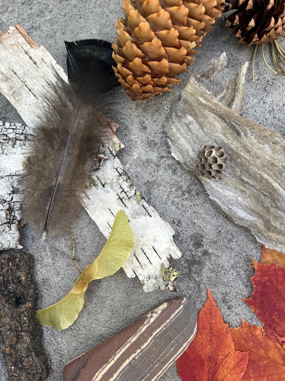 Michigan Nature Collection, Forest Findings, Nature Kit, Nature