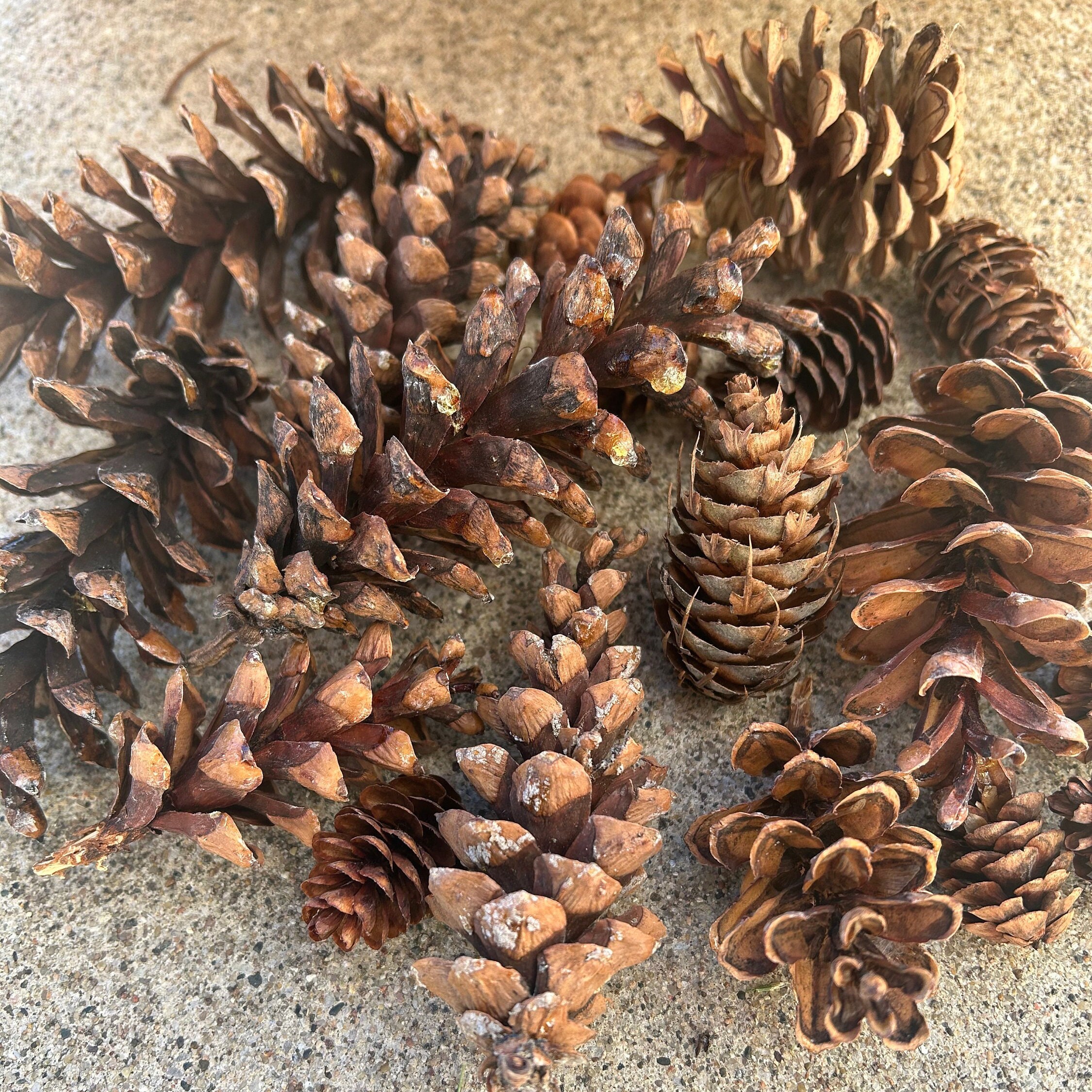 Pinecone Mixture, 24 Pine Cones, Pinecone Craft, Wreath Supply