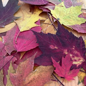 Pressed fall leaves, 40 pressed leaves, mix of leaves, autumn leaves, real leaves, craft leaves, wedding leaves, dried pressed leaves