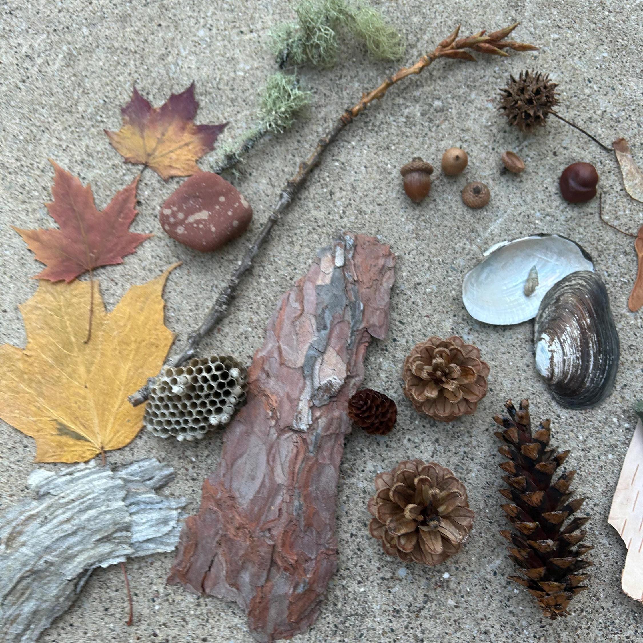 Michigan Nature Collection, Forest Findings, Rustic Habitat