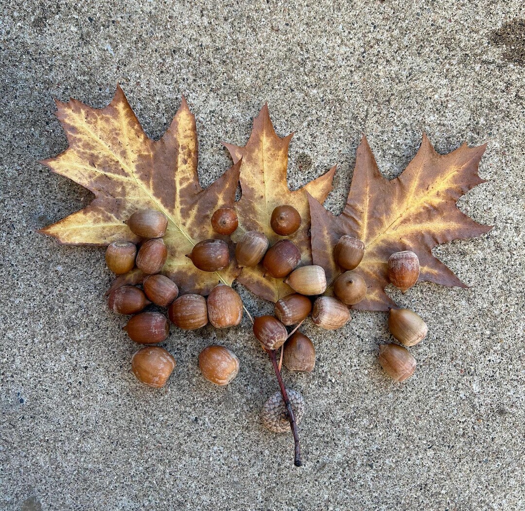 40 Real Acorns From Michigan, Large and Small Acorns, Natural Acorns ...