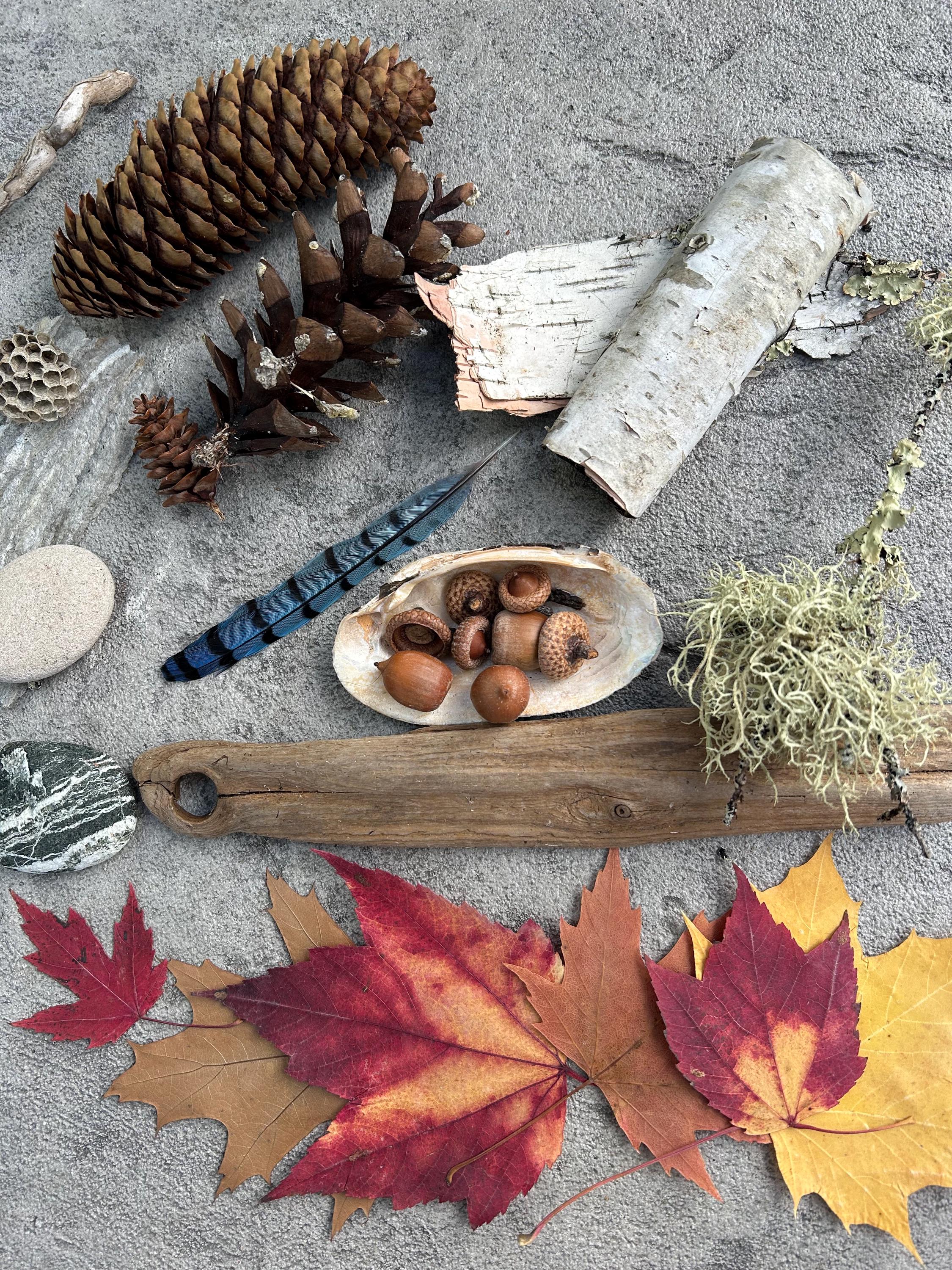 Michigan Nature Collection, Forest Findings, Nature Kit, Nature