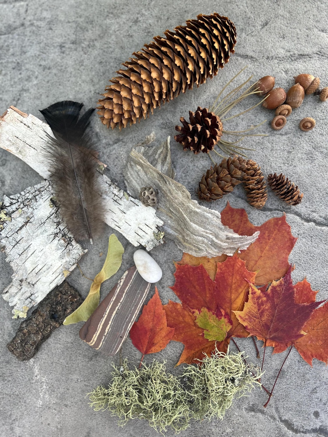 Michigan Nature Collection, Forest Findings, Nature Kit, Nature