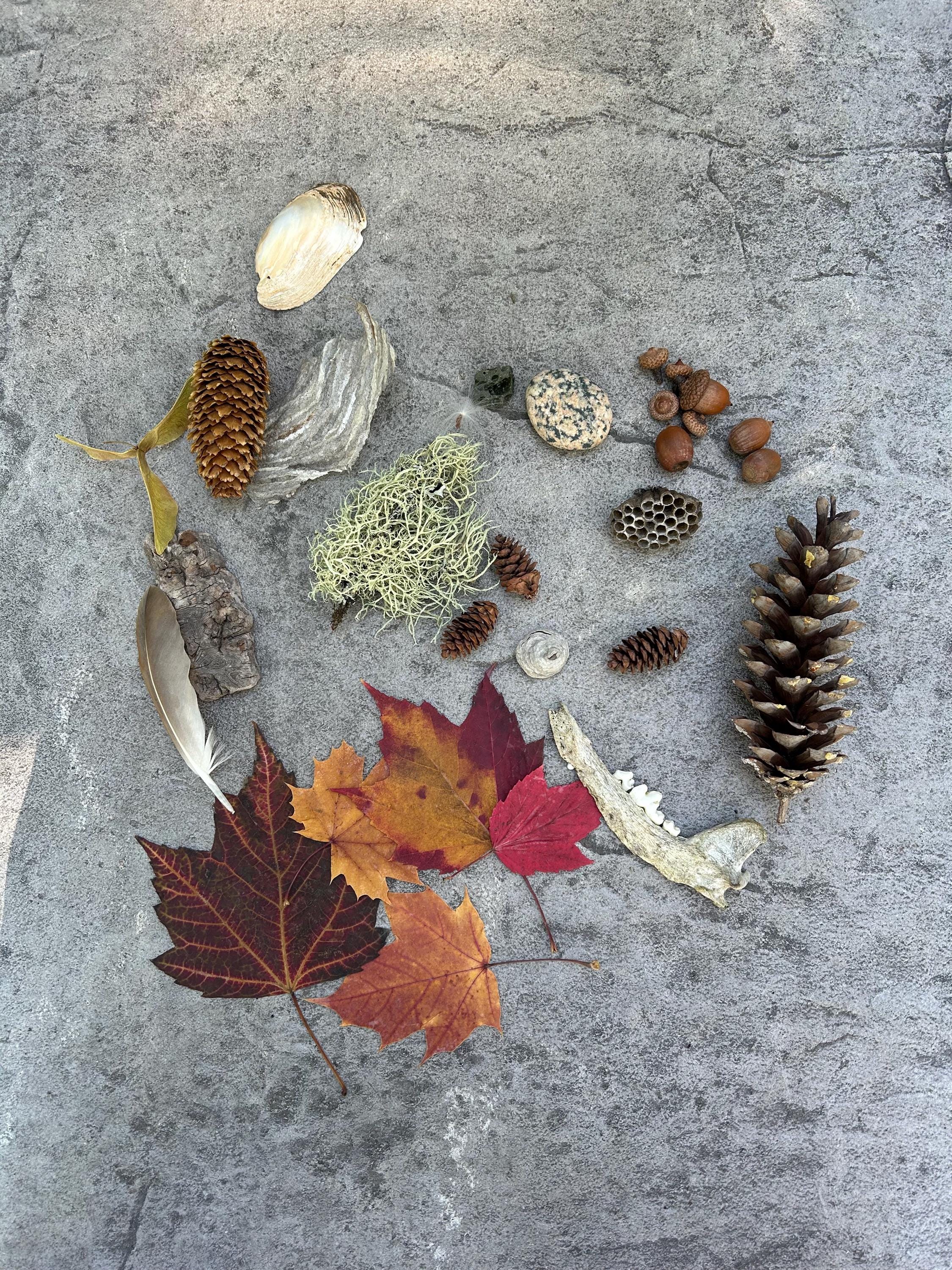 Michigan Nature Collection, Forest Findings, Rustic Habitat
