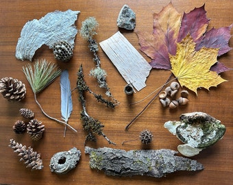 Michigan Forest Finds, Mixture of forest floor treasures, Pieces of nature, natural craft material, natural curiosities, nature's gifts