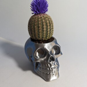 Little Skull Succulent Planter