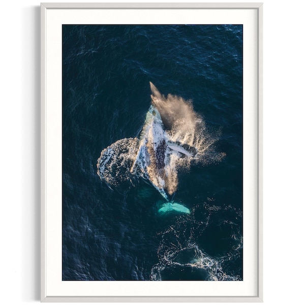 Humpback Whale Print - Etsy