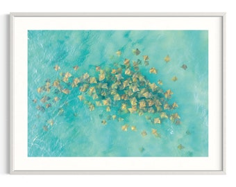 Stingrays from above | Aerial photography | Sea life | Giclée art print | Nelson Bay | Australia